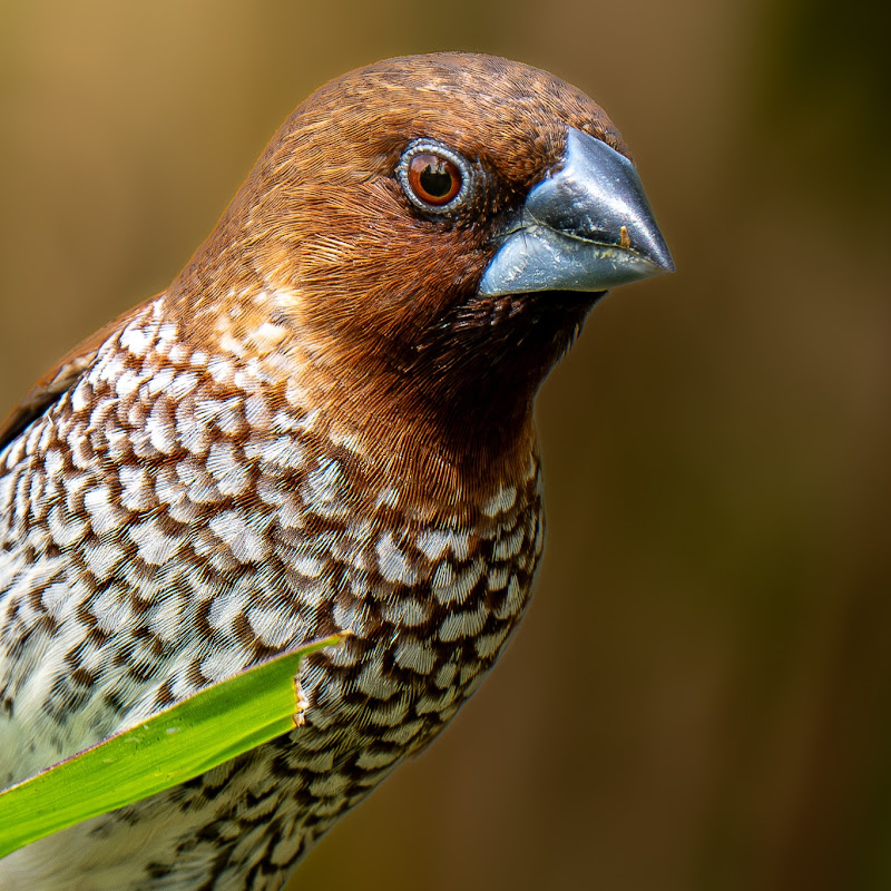 Birdsong & Nature Sound