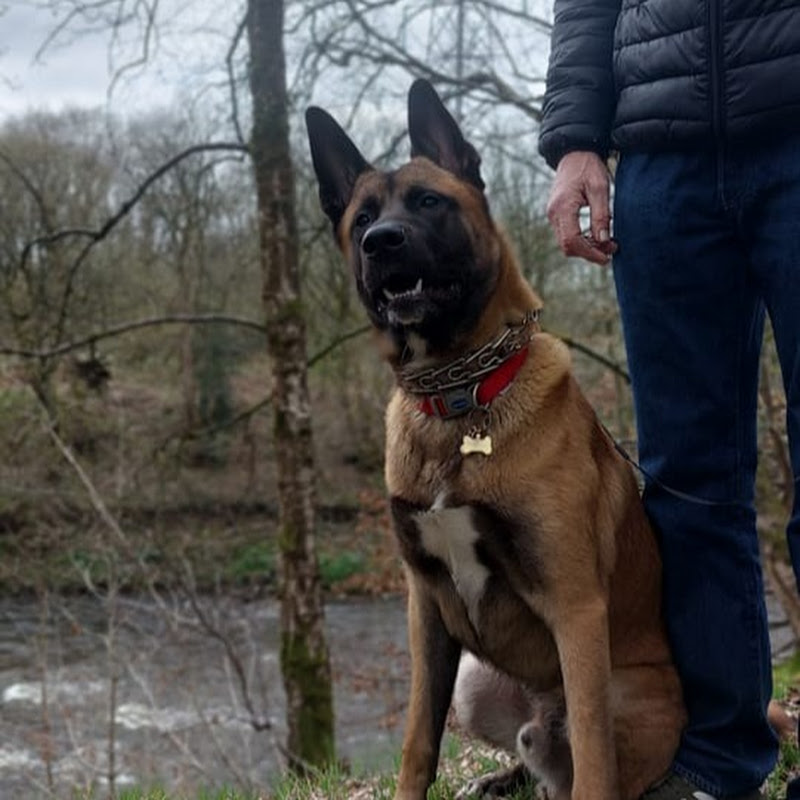 Teddy Bedlam TV  The ultimate Malinois Cross Breed