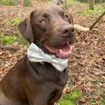 Miss Rosie The Labrador