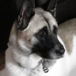 Akita Angels