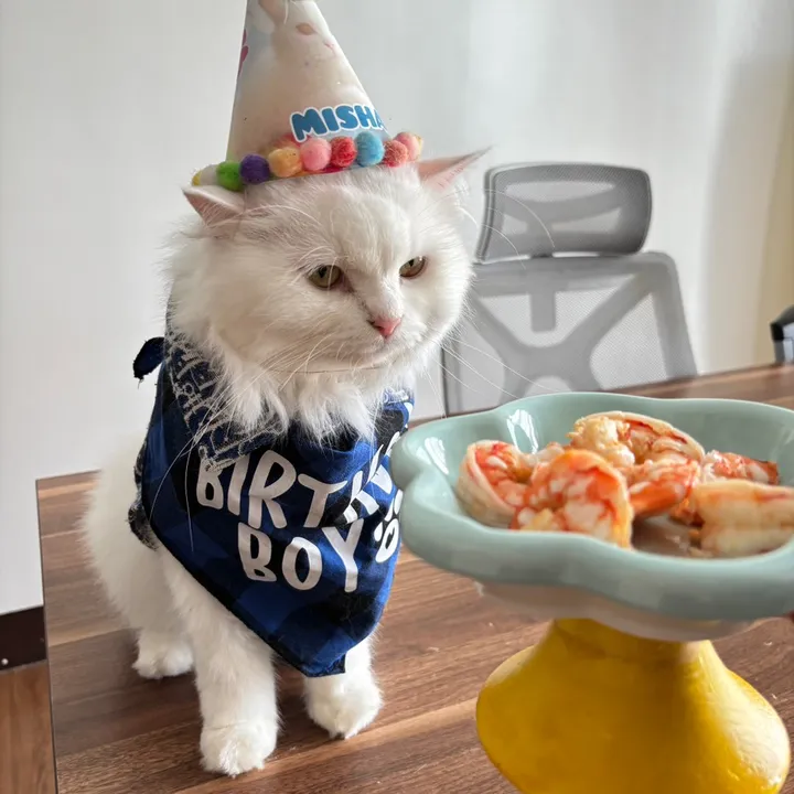 Misha / The Condo Cat 🐾 🦐