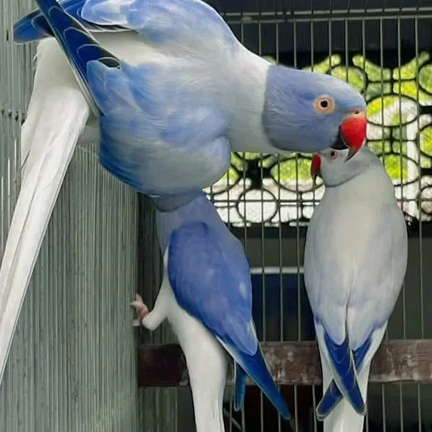 Uk bird,s hrp