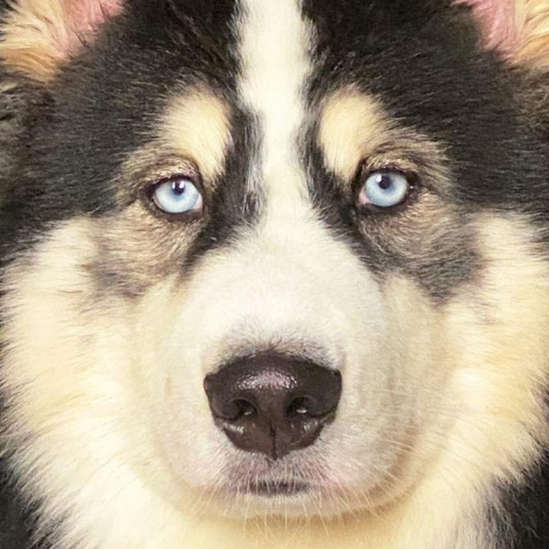 Gio Husky Siberiano