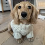 Charlie the hot dog 🐾