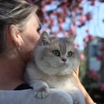 British shorthair family