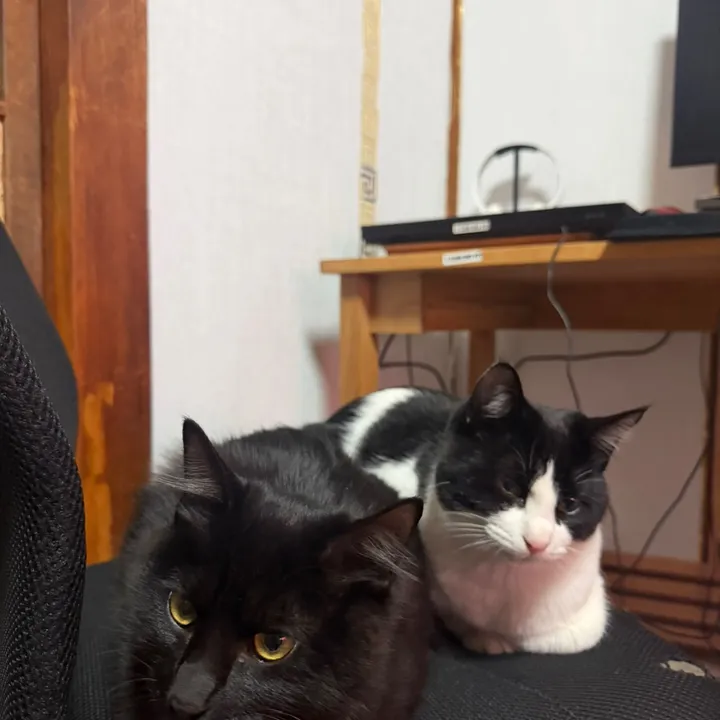 𝐀𝐑𝐓𝐄𝐌𝐈𝐒