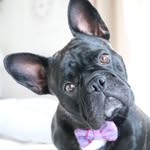 Zᴇʟᴍᴀ Tʜᴇ Fʀᴇɴᴄʜɪᴇ