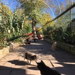 RAPS Cat Sanctuary