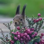 Olliver the Squirrel 🐿️