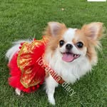 泰國吉娃娃 波利塔 & 安朵｜Thai Chihuahuas