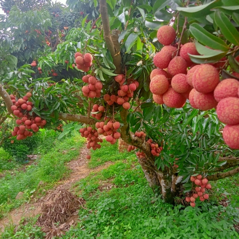 A Ba Miền Núi