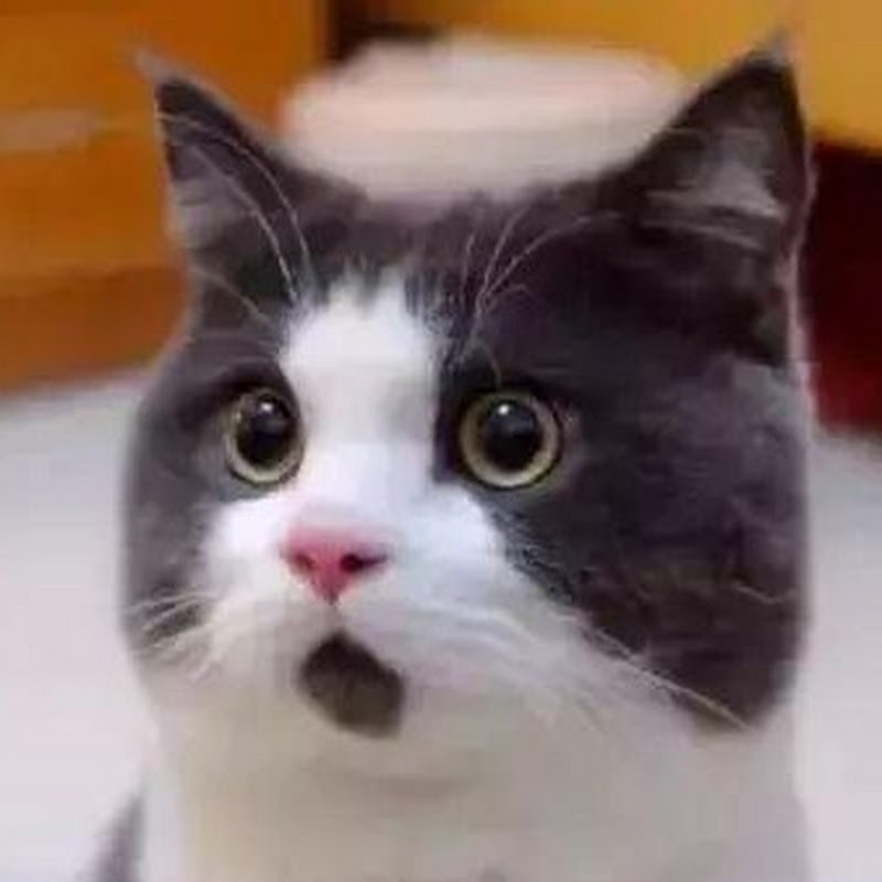 CatCut