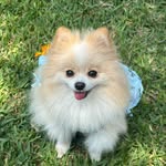 Chanel & Tommy | Pomerania 🤍