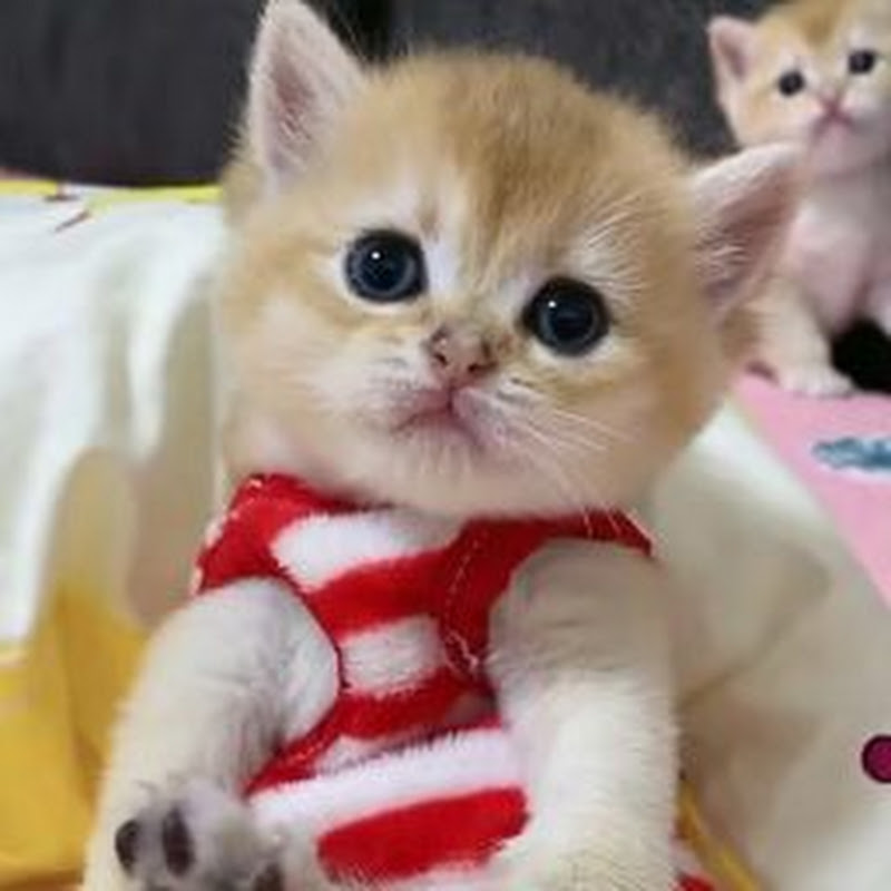 Cute Cats Zone