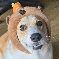 Pocky the Corgi 🐶