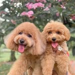 Tehbing & Potato🌸🐻