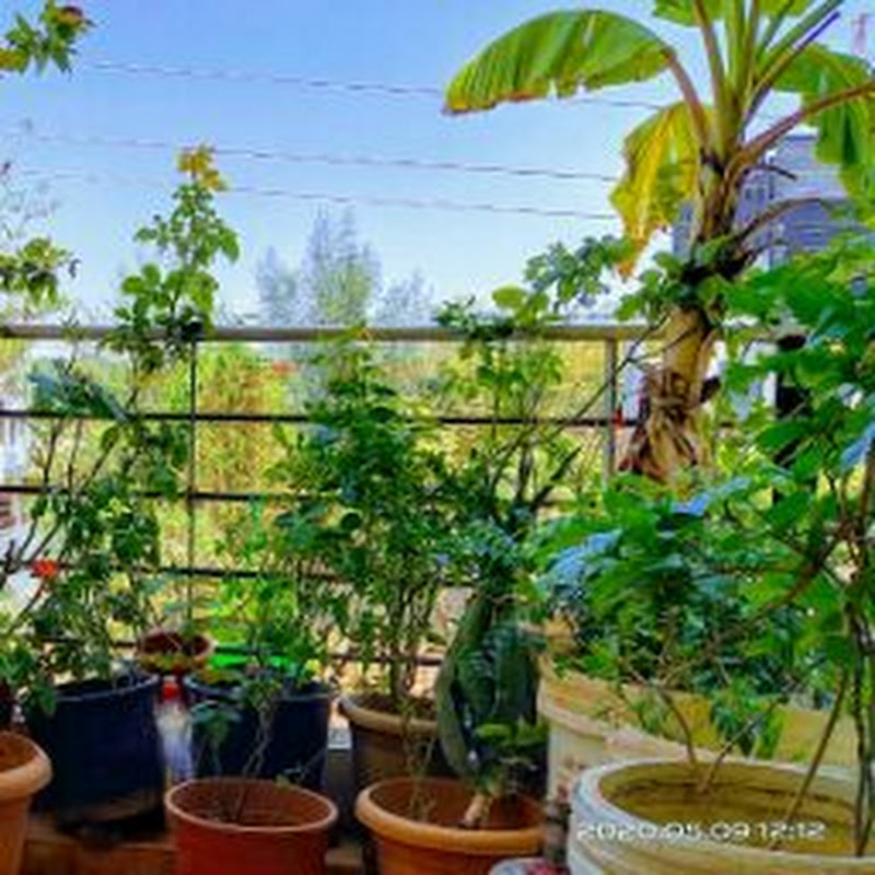 Balcony Garden Bavani