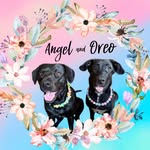 Angel 😇 & Oreo 🍪🐾