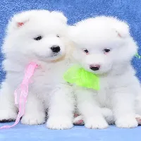 animals0061