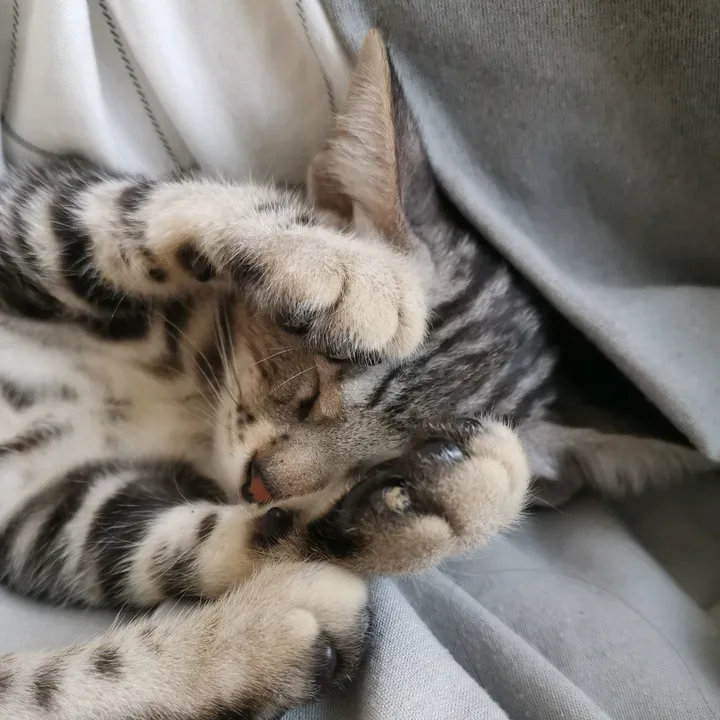 Nala_bengala