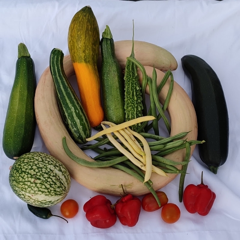 New Zealand Organic Garden
