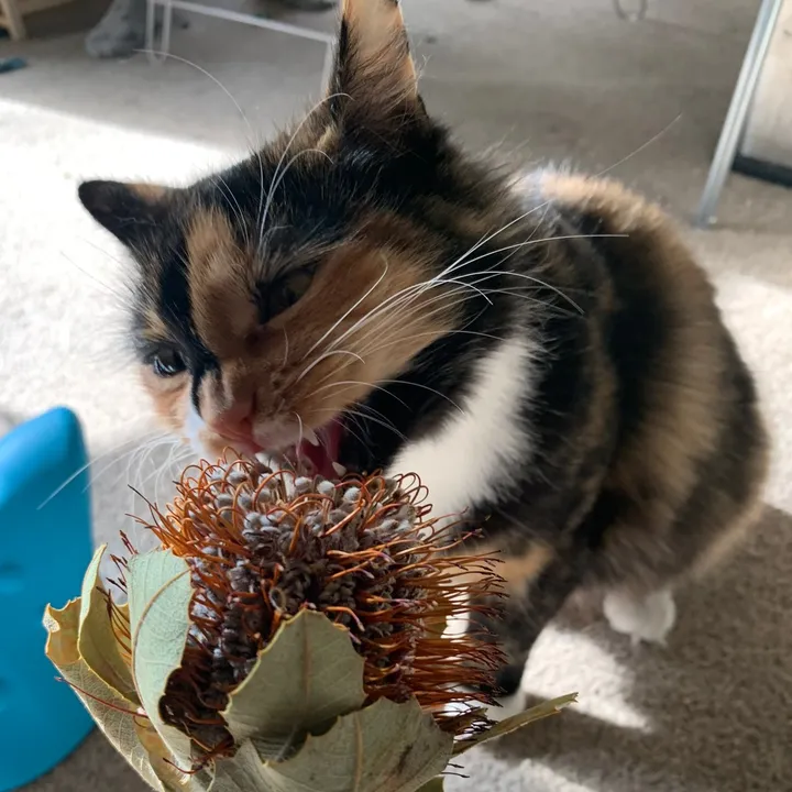 Maple