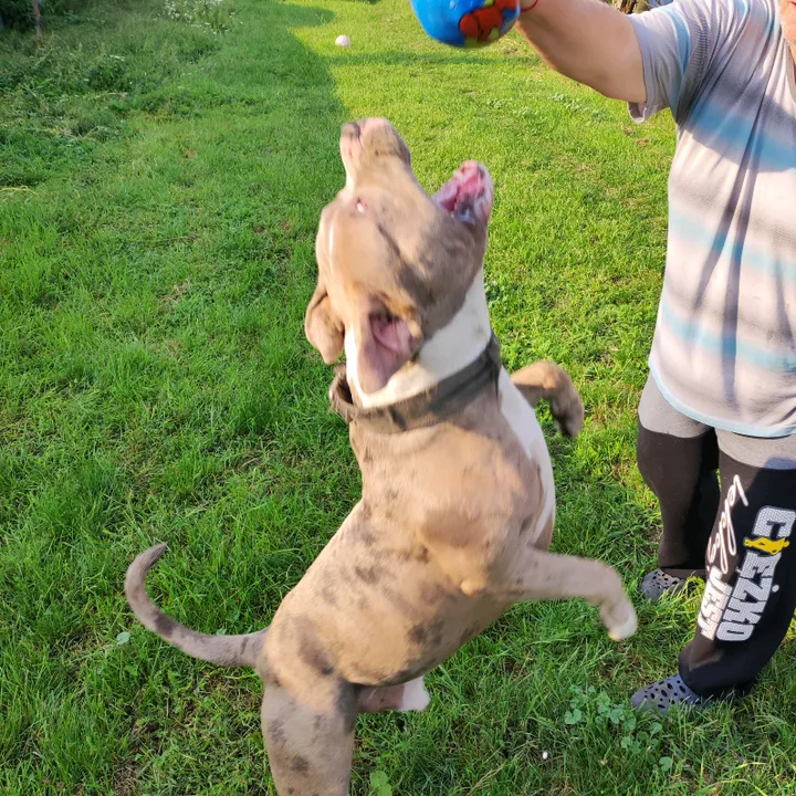 Bullyxxl