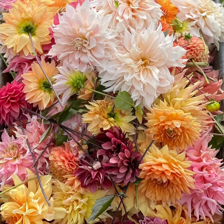 Fröken Dahlia