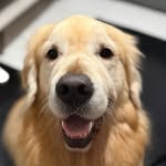🐶 Kodinha
