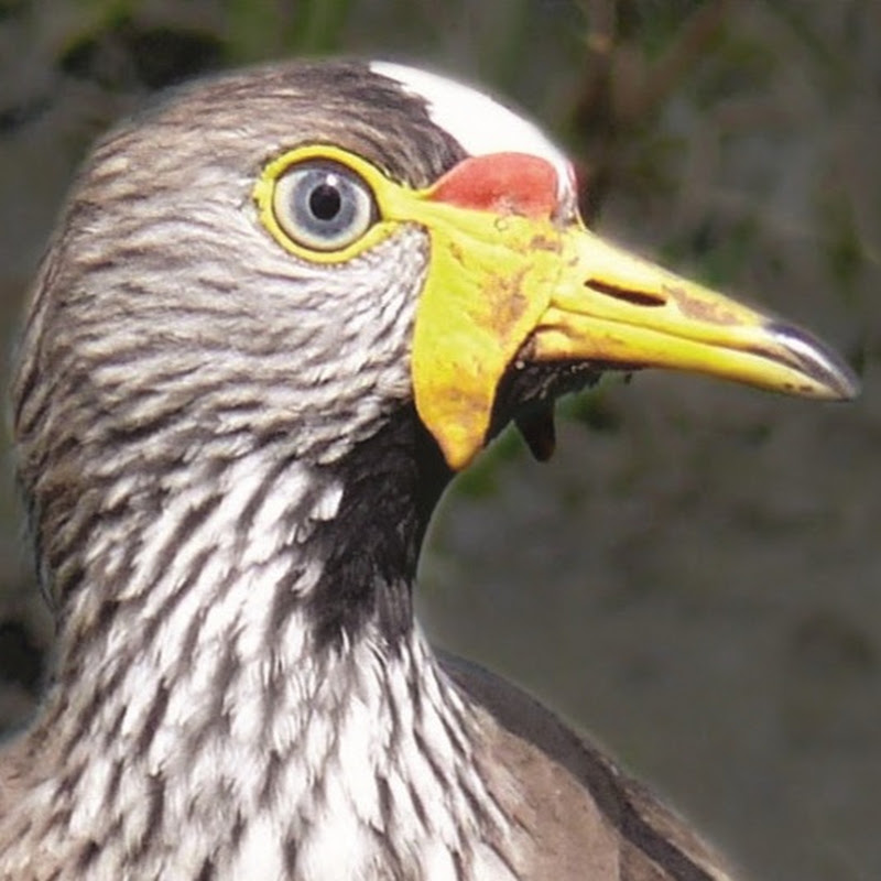 Birdfun