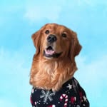 Chad the golden retriever