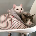 황민영