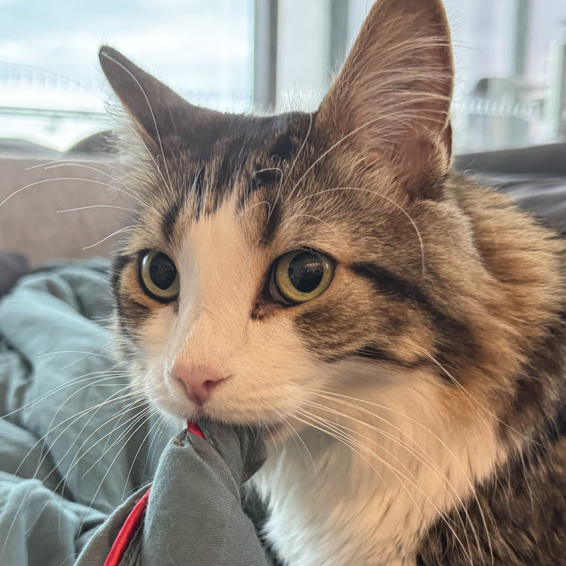 Three Cats' Life - Gugu, Sheldon and Milktea