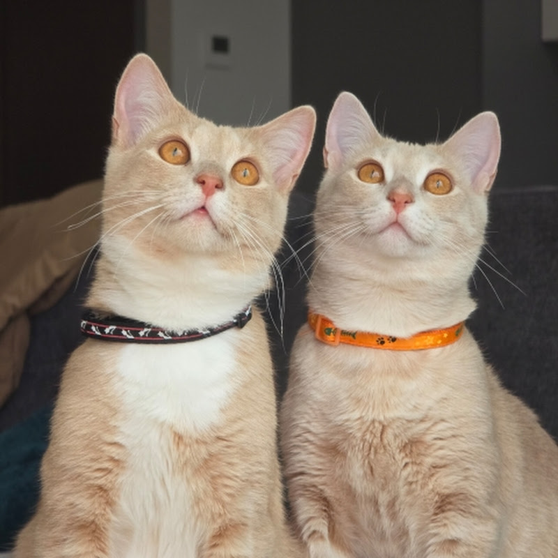 SandraCat