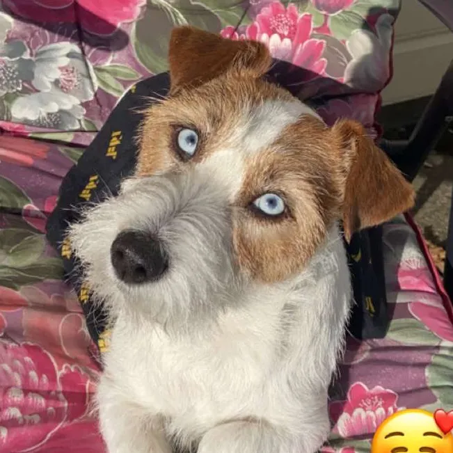 Verathedog🙌🏼
