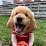 Zuko | The Golden Retriever