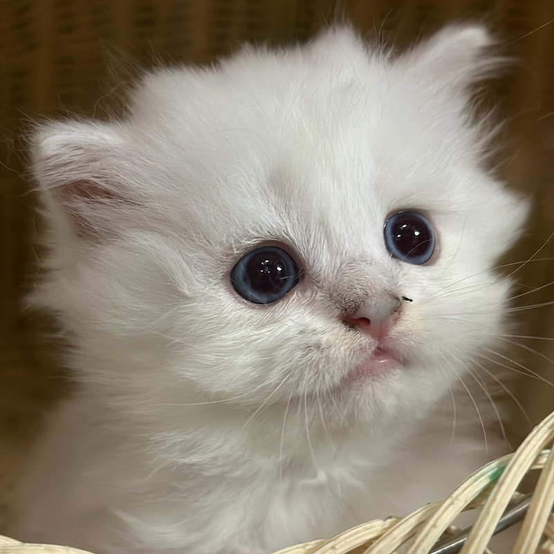 imili , Funny Cats Video