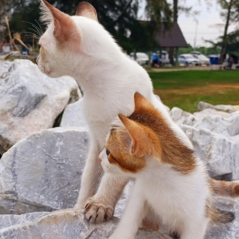 ガーリーカストロ