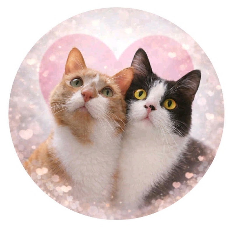 Kociara na Luzie Vlog