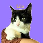 Lilochipie