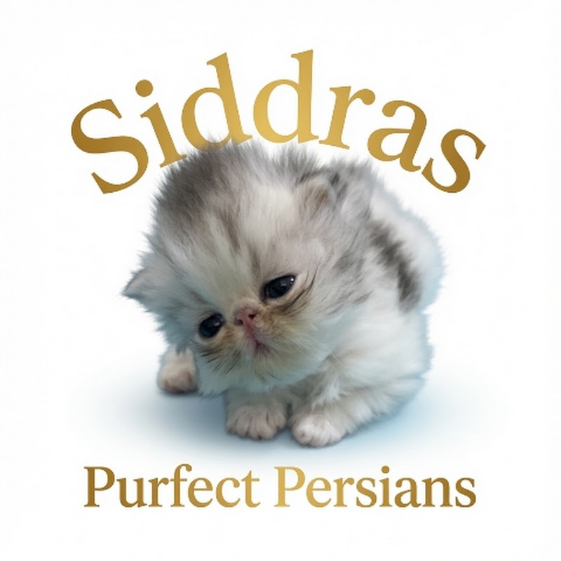 Siddra’s Purfect Persians 