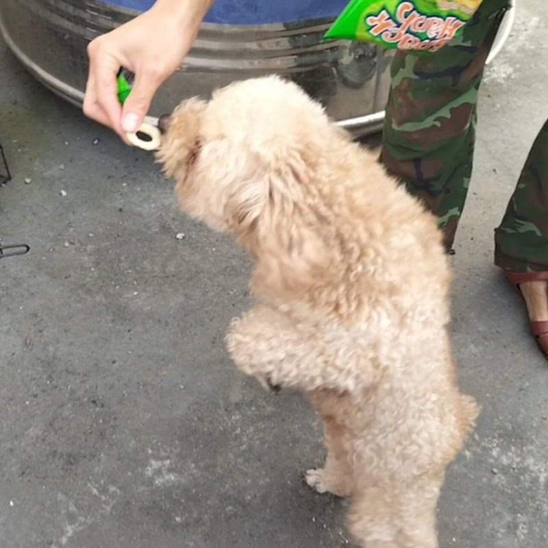 강아지