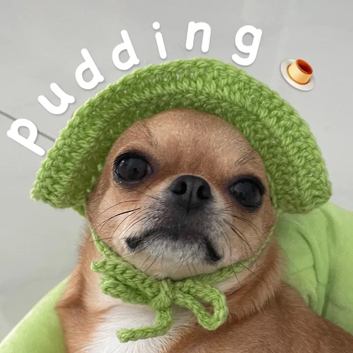 pudding chihuahua 🍮