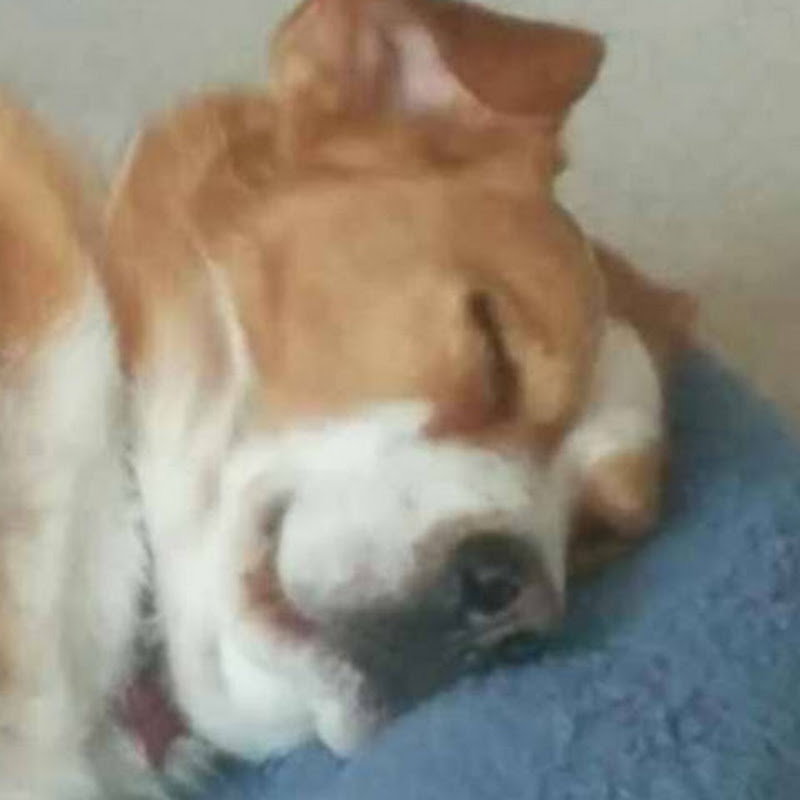 YangGoGo漫画系列 Comic series & 聽故事系列 Funny Stories