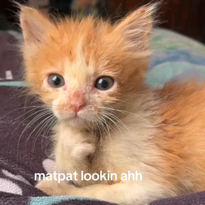 meowthew purrtrick🐾