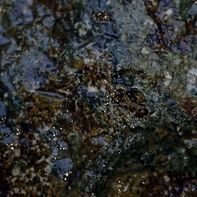 Golden Blog 🤔🙀