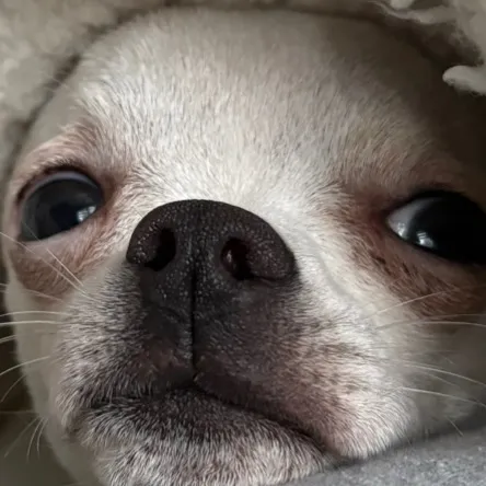 Theodore
