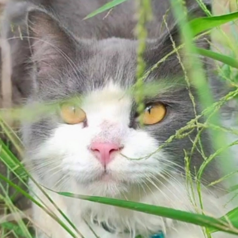 El Chan Official ( I'm Gupi )