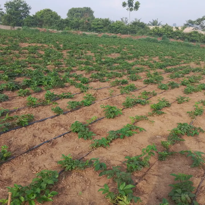 💦SAMTECH AGRO FARMS🇳🇬🇬🇧