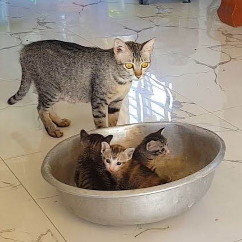 Kitten Puppy